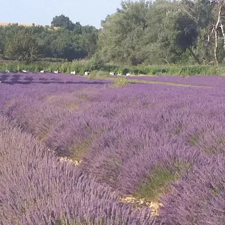 Les Lauriers Indépendante Avec Terrasse Privée 3* Moustiers-Sainte-Marie